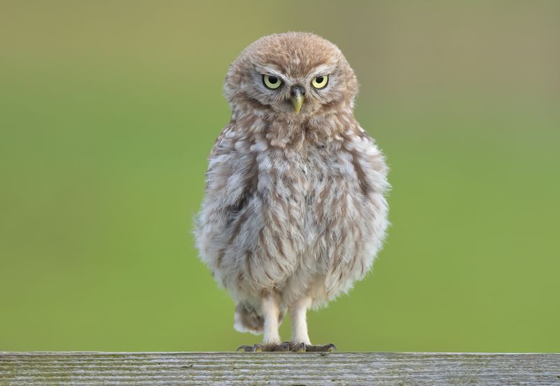 Little Owl
