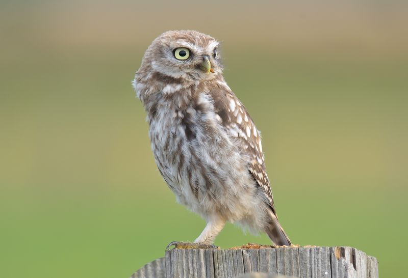Little Owl