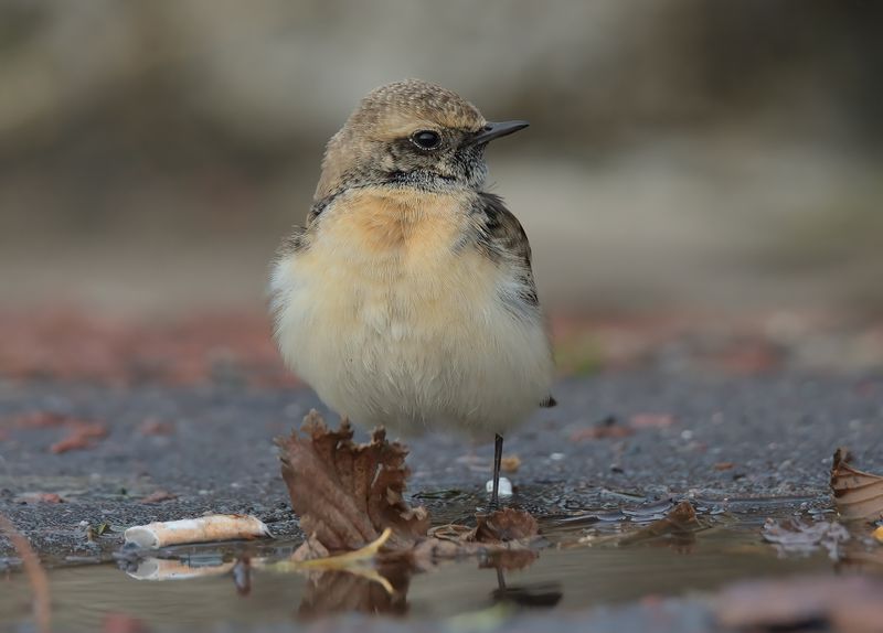 Pied Wheatear