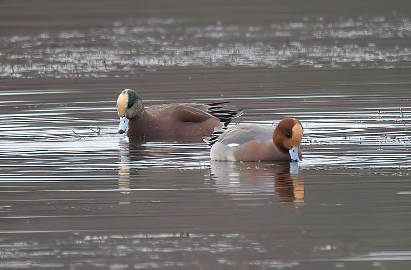 American Wigeon