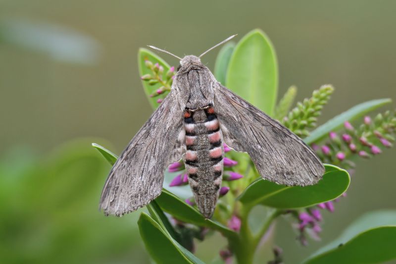 Convolvulus Hawkmoth 