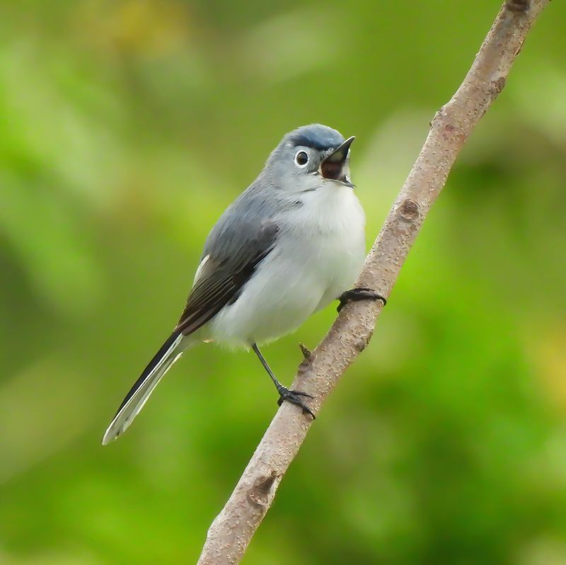Blue-Grey Gnatcatcher 