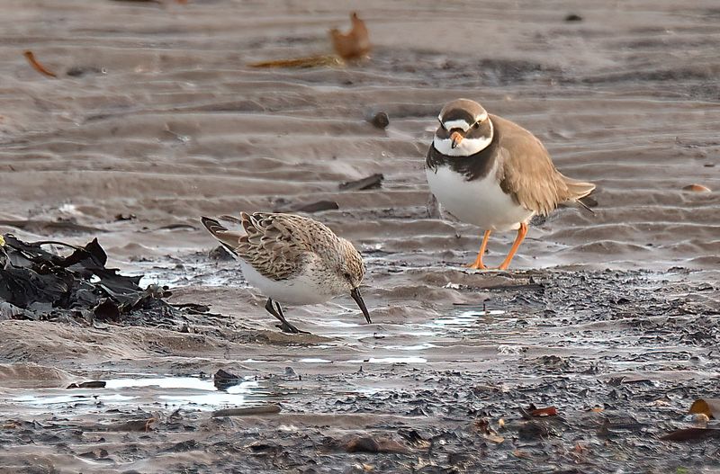Western Sandpiper 