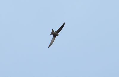 Pallid Swift