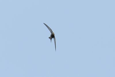 Pallid Swift
