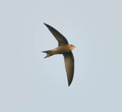 Pallid Swift 