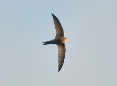 Pallid Swift