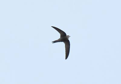 Pallid Swift