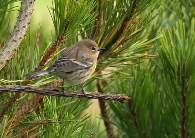 Myrtle Warbler