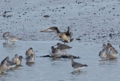 Hudsonian Godwit