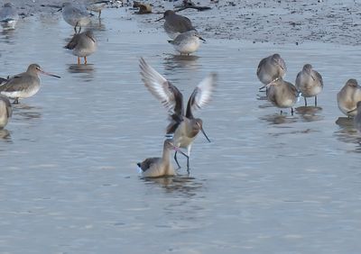 Hudsonian Godwit