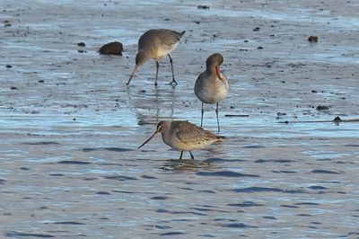 Hudsonian Godwit