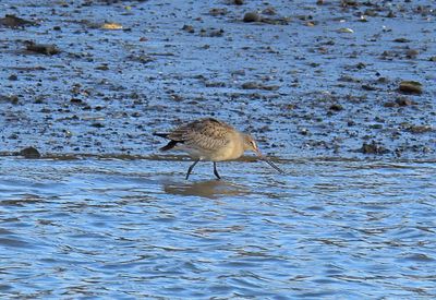 Hudsonian Godwit