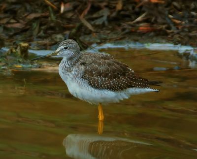 Greater Yellowlegs 