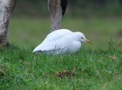 Cattle Egret 