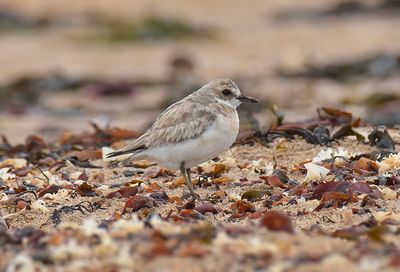 Greater Sand Plover 
