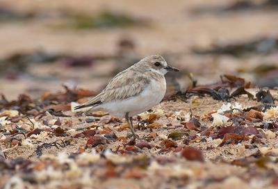 GREATER SAND PLOVER