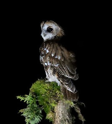 Tawny Owl 