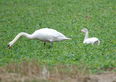 Bewick's Swan 