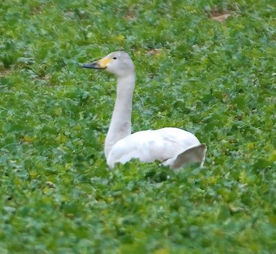 Bewick's Swan 