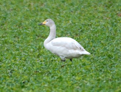 Bewick's Swan 