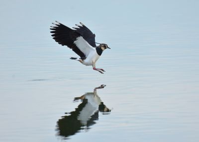 Lapwing 