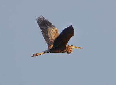 Purple Heron 