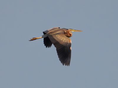 Purple Heron 