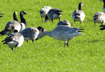 Snow Goose