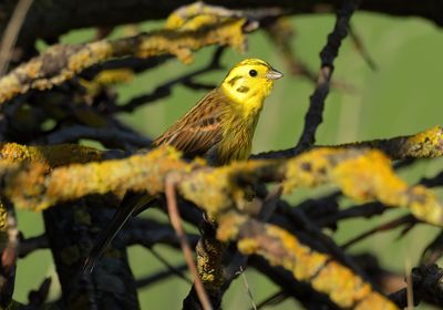 Yellowhammer