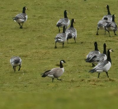 Cackling Goose (Richardson's)