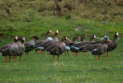 White-fronted Goose (Greenland)