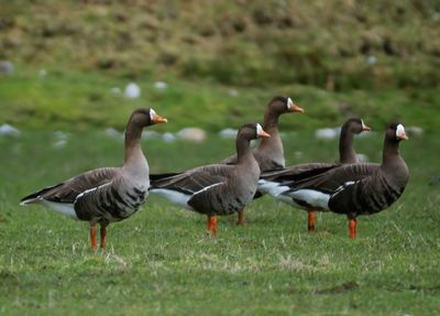 WHITE-FRONTED GOOSE 
