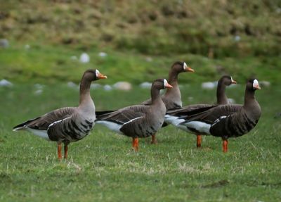 White-fronted Goose (Greenland)