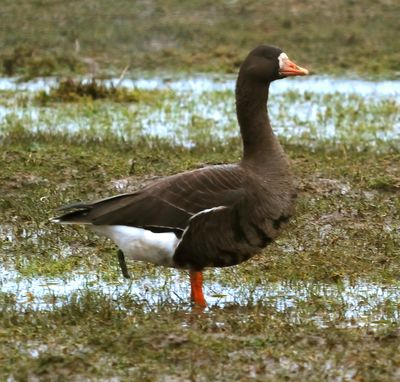 White-fronted Goose (Greenland)