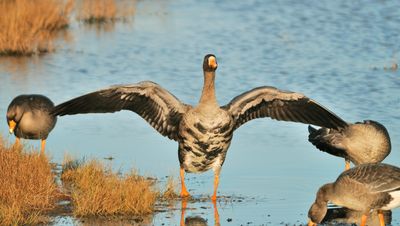 White-fronted Goose 