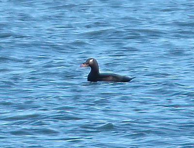 White-winged Scoter 