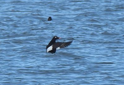 White-winged Scoter 