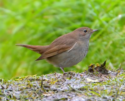 Thrush Nightingale