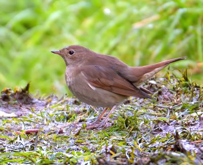 Thrush Nightingale