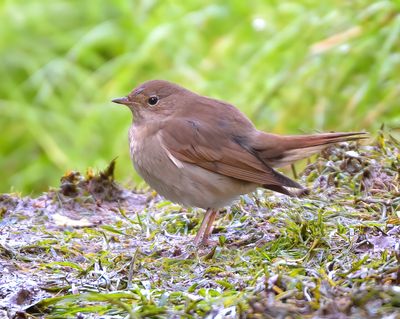 THRUSH NIGHTINGALE