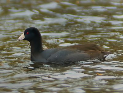 American Coot