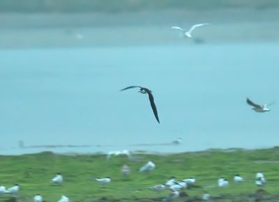 Sooty Tern