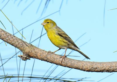 Atlantic Canary