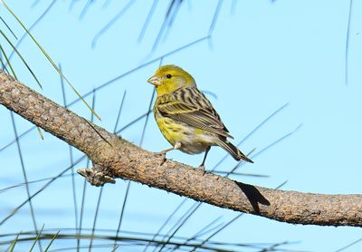 Atlantic Canary