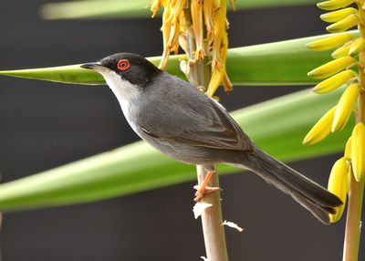 Sardinian Warbler 