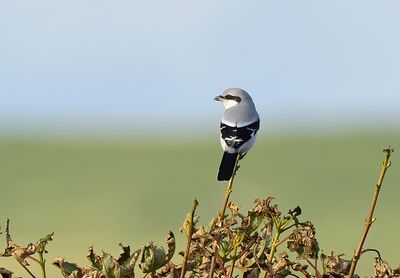 Great Grey Shrike 