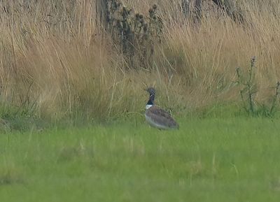 Little Bustard