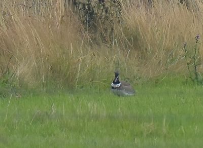 Little Bustard