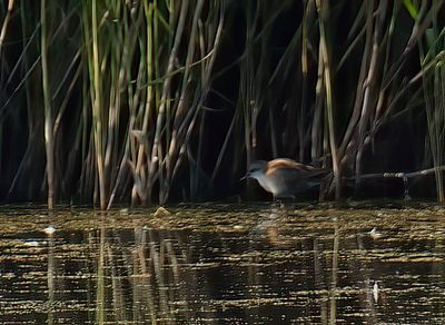 Little Crake